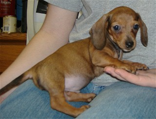AKC Mini Dachshund puppy